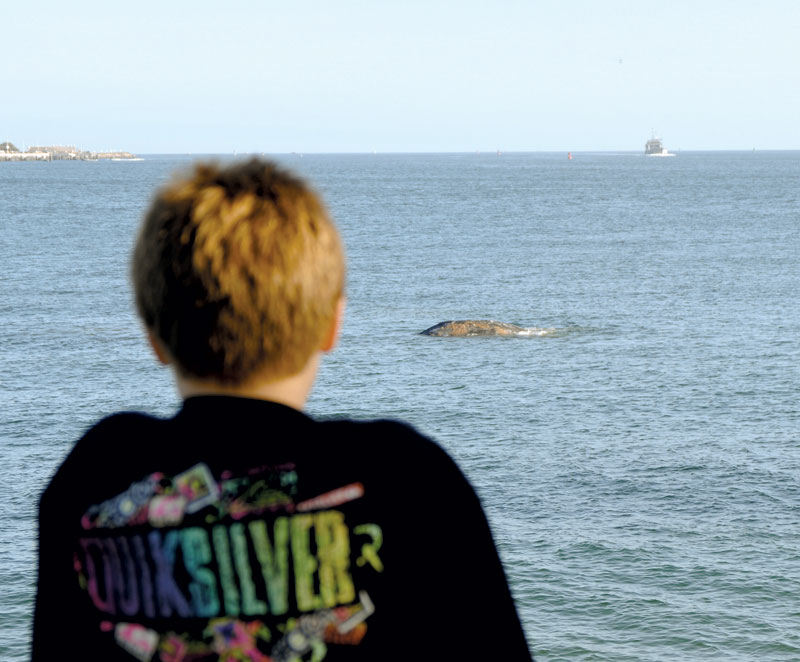 Gray Whale Reportedly Hit by Boat in SD Bay