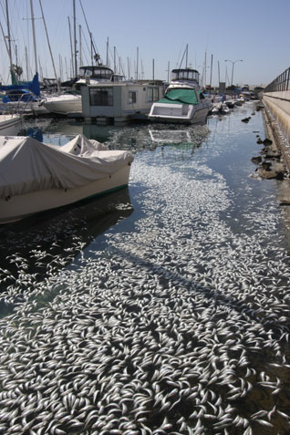 Redondo Beach Fish Die-off Leftovers Make ‘Killer’ Compost