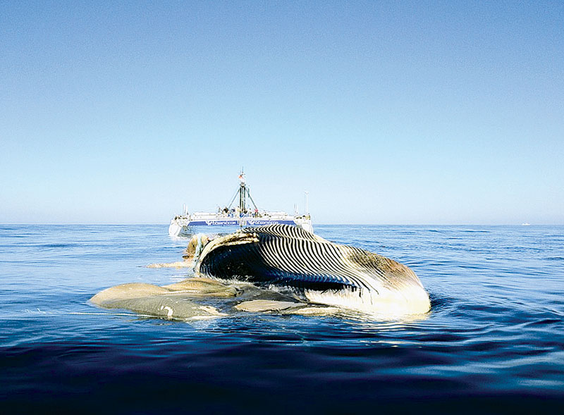 Catamaran Tows San Diego Whale Out to Sea