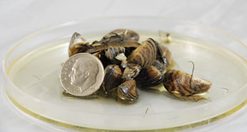 Boat Inspection Program Keeps Invasive Species Out of Lake Tahoe