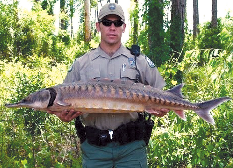 70-pound Jumping Sturgeon Strikes Boater
