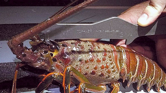 DFG Wardens Cite Lobster Stealing Suspect off Dana Point