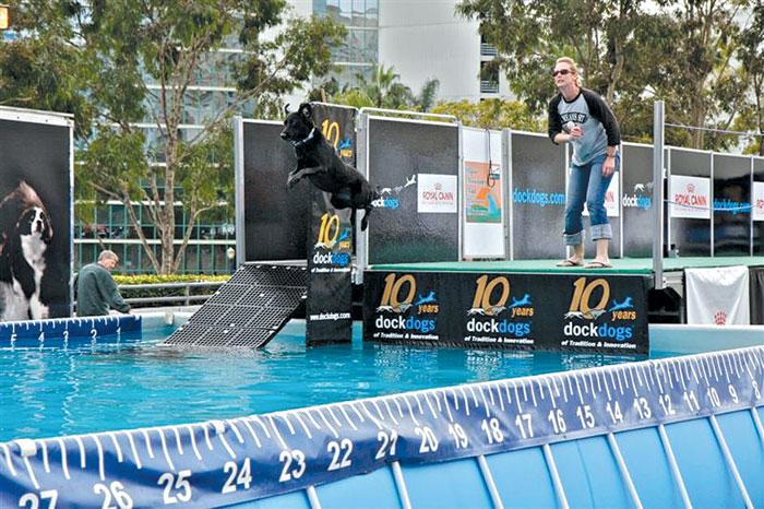 Dock Dogs Bring High-Flying Action to Show