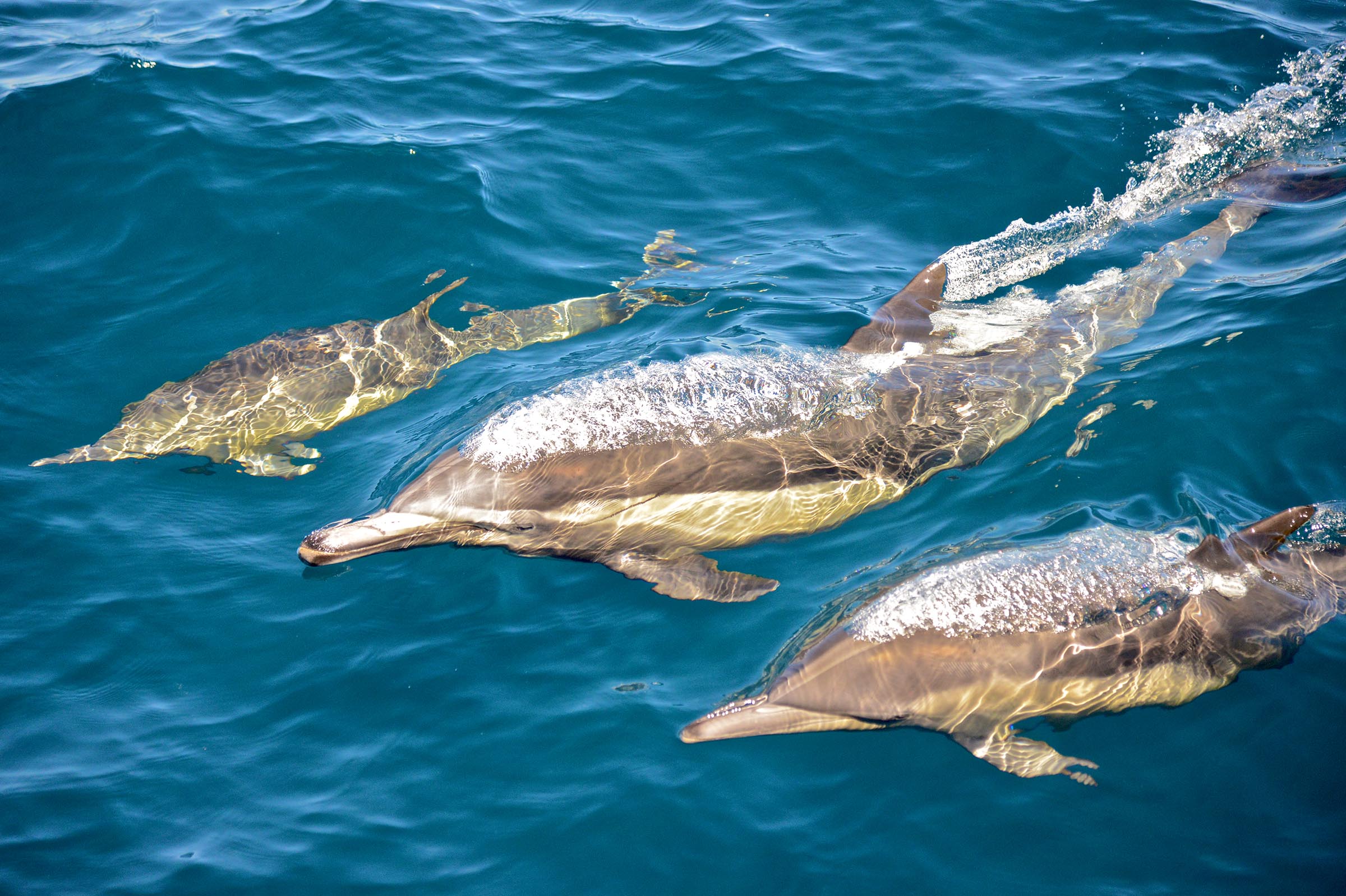 Cabrillo Marine Aquarium Hosts Whale Watching Trips