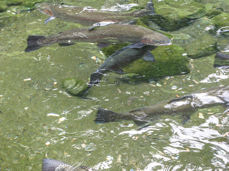 Pacific Legal Foundation challenges fishing mandates