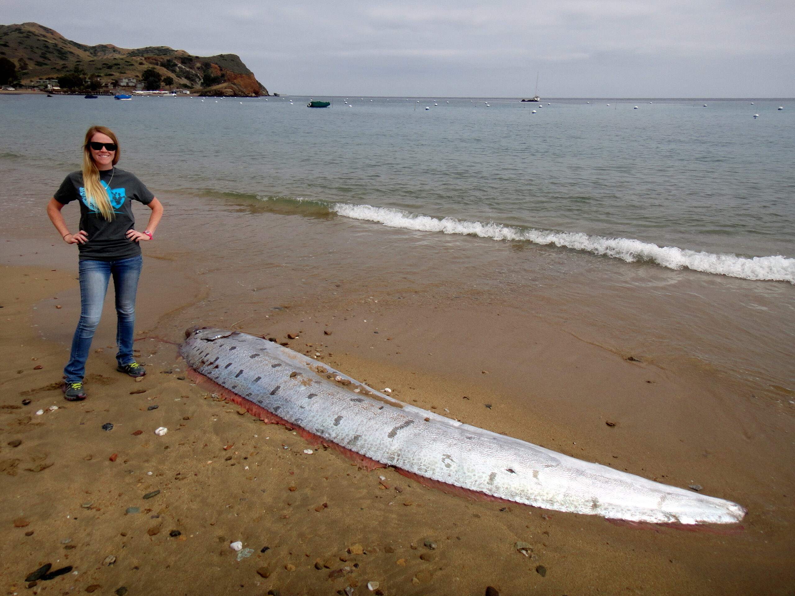 Giant oarfish found on Catalina Island