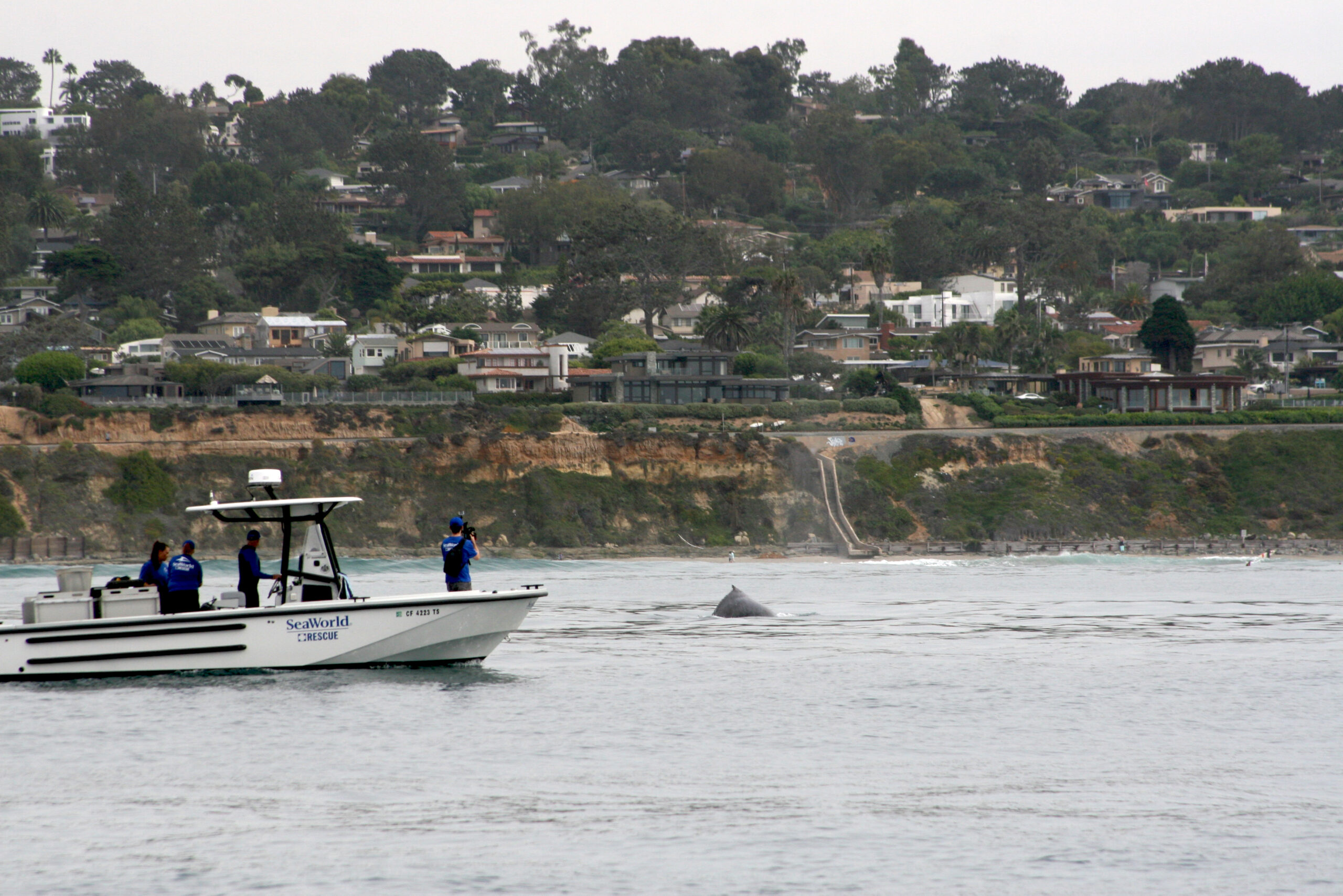 SD Coast Guard assists disentanglement of humpback whale