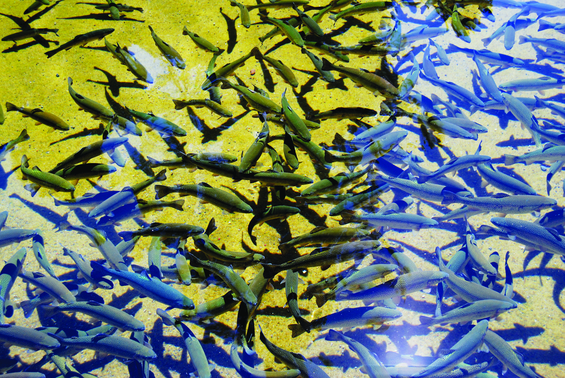 Fast Facts: Fish Hatcheries
