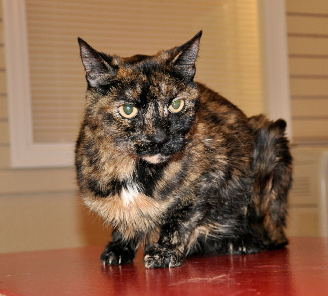 Cat found alive aboard sunken boat pulled from Lake Havasu