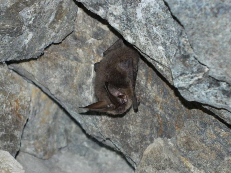 Catalina Island Conservancy working to protect bat population