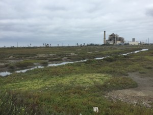 Parimal M. Rohit photo