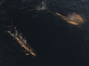 sperm whales