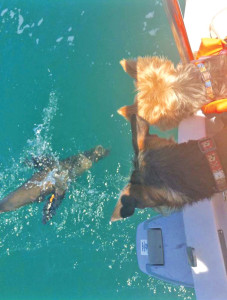yorkies watching a seal