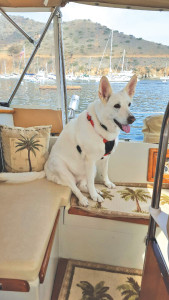 white shepherd on boat in Catalina