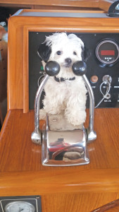 Havanese having fun on a boat