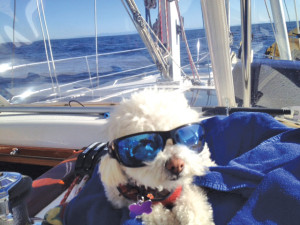sailor dog sailing around Santa Barbara