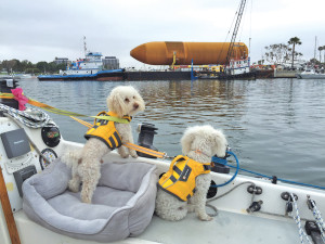 dogs with life jackets on boat