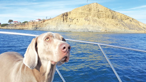bird watching in Point Loma