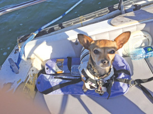 dog on boat in San Diego Bay