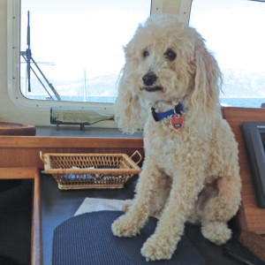 boating labradoodle dog