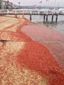 tuna crabs on Balboa Island El Nino