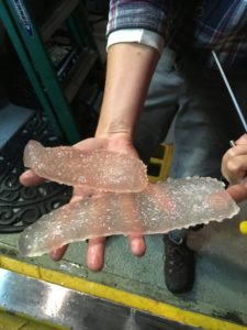 Pyrosomes sea pickles