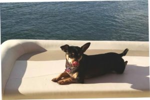 dog aboard boat