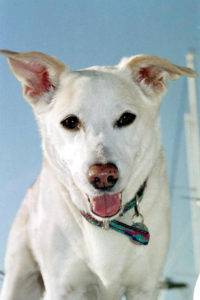 dog aboard boat