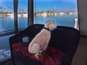 dog aboard boat
