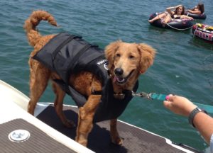 dog aboard boat