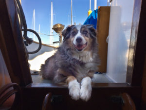 dog aboard boat
