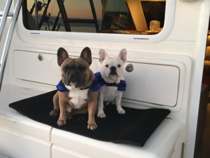 dogs aboard boat