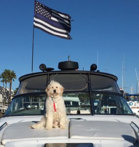Dog aboard boat