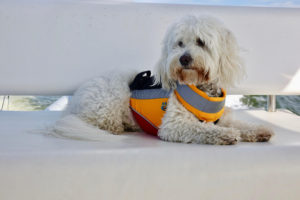 dog aboard boat