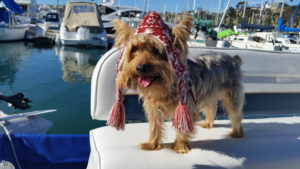 Yorki aboard boat