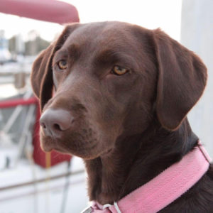 dog aboard boat sailing California Yacht Marina