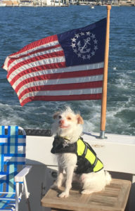 Parson Russell Terrier dog aboard boat