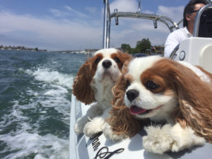 Cavalier King Charles Spaniels aboard boat