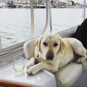 lab dog aboard boat