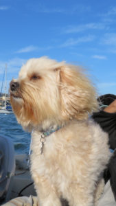 dog aboard boat kayak paddleboard