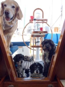 dogs aboard boat