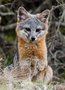 Catalina Island fox