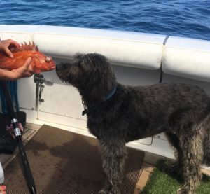 Kiss Your Katch 11.03