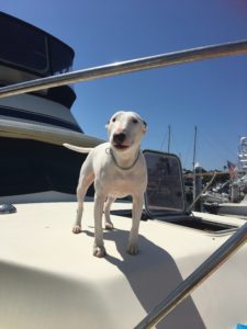 Dog Aboard 10.06