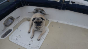 Dog Aboard 9.22