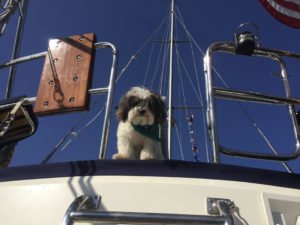 Dogs Aboard 8.11