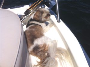 Dog Aboard 6.30