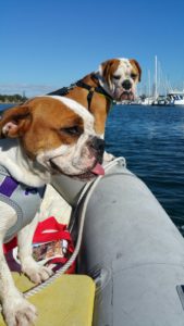 Dogs Aboard 6.16