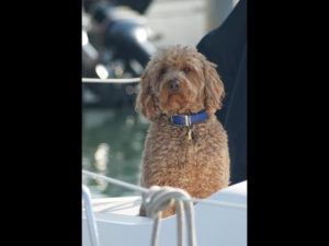 Dog Aboard 5.19