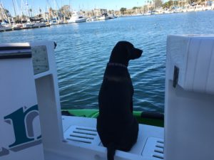 Dog Aboard 4.21